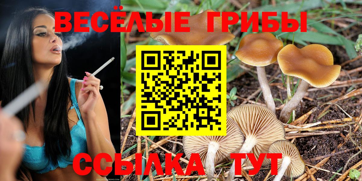 Гурьевск  Галлюциногенные грибы Psilocybe  Вход с VPN  Псилоцибиновые грибы Psilocybe 